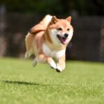 犬が『急にダッシュする』心理５選　いきなり走り出すワケや興奮状態が悪化するタブー行為まで(ブログ)