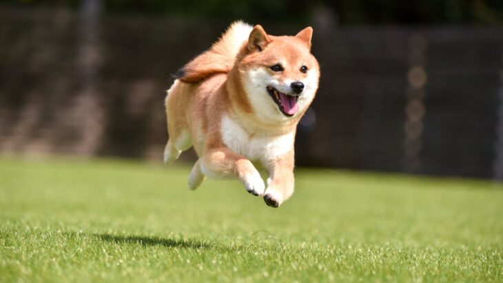 犬が『急にダッシュする』心理５選　いきなり走り出すワケや興奮状態が悪化するタブー行為まで(ブログ)