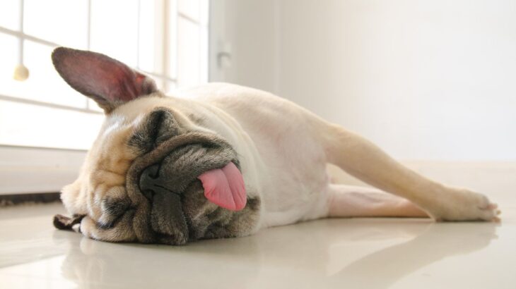 犬が『疲れた』と感じているときのサイン5選　無理をさせないために飼い主ができることまで(ブログ)