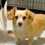 AIで小型犬を『激太り』させてみたら…完全に想定外な『衝撃の出力結果』が話題「笑っちゃったｗｗｗ」「犬種飛び越えすぎてて草」と爆笑の声(ブログ)
