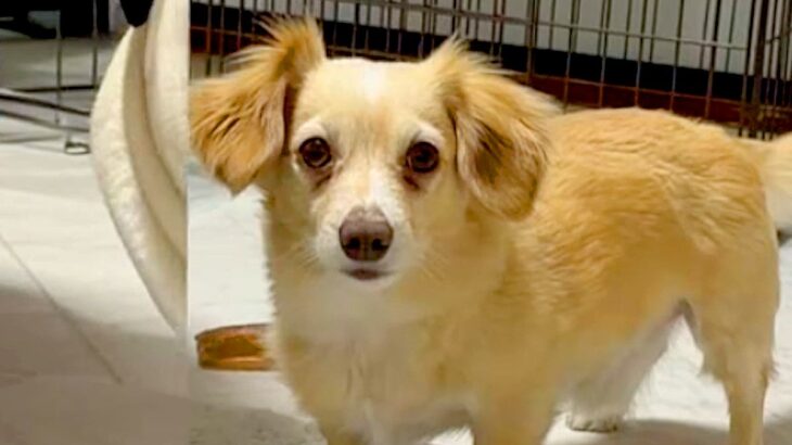 AIで小型犬を『激太り』させてみたら…完全に想定外な『衝撃の出力結果』が話題「笑っちゃったｗｗｗ」「犬種飛び越えすぎてて草」と爆笑の声(ブログ)