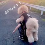 歩くのに疲れて『おんぶをねだる大型犬』→背負ってあげると…まるで『人間の親子のような光景』が388万再生「絶対二度見する」「幸せ感じた」(ブログ)