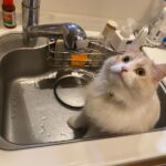 猫は入っちゃダメな場所ほど好き！シンクに座って料理をさせないネコの姿が可愛すぎて大反響(ブログ)