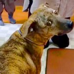 パパがいないことに気づき『置いていかれた』と怒る犬→帰宅しても気付かずに…発見した時の『可愛すぎる反応』が4万再生「ちょっと抜けてるｗ」(ブログ)