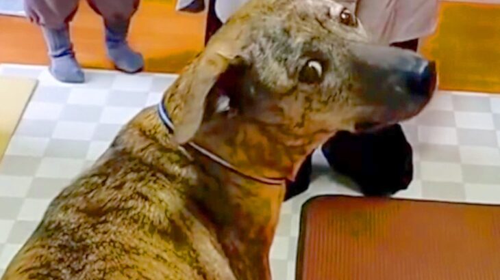 パパがいないことに気づき『置いていかれた』と怒る犬→帰宅しても気付かずに…発見した時の『可愛すぎる反応』が4万再生「ちょっと抜けてるｗ」(ブログ)