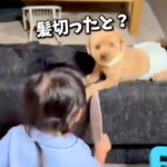 トリミング後の犬を見て『髪切った？』と大喜びな女の子→１年後、またカットすると…尊すぎるやり取りが14万再生「答えてるみたい」「可愛い」(ブログ)