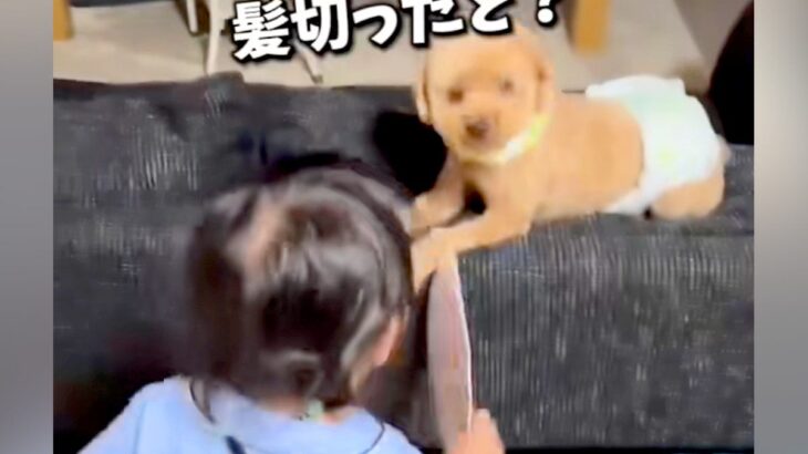 トリミング後の犬を見て『髪切った？』と大喜びな女の子→１年後、またカットすると…尊すぎるやり取りが14万再生「答えてるみたい」「可愛い」(ブログ)