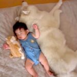赤ちゃんが『産まれた時から大型犬と育った』結果→眠っている時に…ずっと見ていたくなる『尊い様子』が159万再生「最強の癒し」「羨ましい」(ブログ)