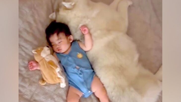 赤ちゃんが『産まれた時から大型犬と育った』結果→眠っている時に…ずっと見ていたくなる『尊い様子』が159万再生「最強の癒し」「羨ましい」(ブログ)