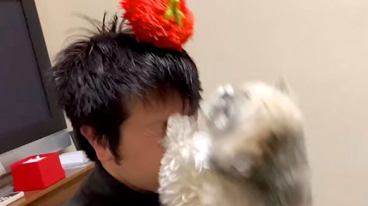 お父さんがふざけて『犬の新しいおもちゃを頭の上に乗せた』結果…無慈悲すぎる『まさかの災難』に反響「大笑いしたｗ」「顔面アタックｗ」(ブログ)