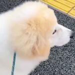 大好きなお姉さんの『通勤ルート』を覚えた大型犬→なかなか来なくて、不安になっていたら…会えた瞬間の『素敵な光景』に感動「愛らしい…」(ブログ)