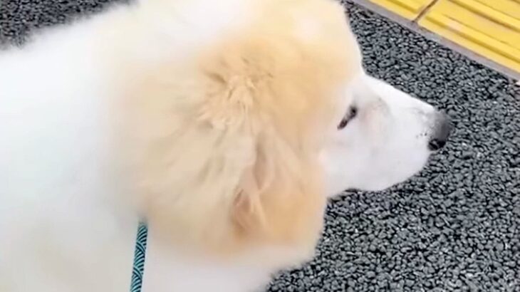 大好きなお姉さんの『通勤ルート』を覚えた大型犬→なかなか来なくて、不安になっていたら…会えた瞬間の『素敵な光景』に感動「愛らしい…」(ブログ)