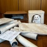 「もう完成でいいよね？」キャットタワーの組み立て現場で起こった猫あるあるな出来事に、共感するユーザーが続出(ブログ)