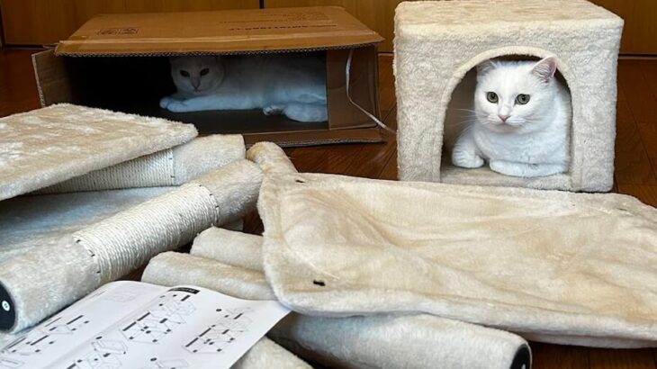「もう完成でいいよね？」キャットタワーの組み立て現場で起こった猫あるあるな出来事に、共感するユーザーが続出(ブログ)