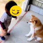 犬が大好きな『１歳の男の子』→初対面の秋田犬と触れ合った結果…優しさに満ちた『とんでもなく尊い光景』が話題「可愛いの渋滞」「平和やな…」(ブログ)