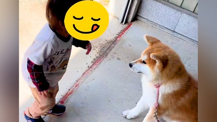 犬が大好きな『１歳の男の子』→初対面の秋田犬と触れ合った結果…優しさに満ちた『とんでもなく尊い光景』が話題「可愛いの渋滞」「平和やな…」(ブログ)