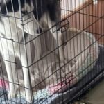 『泥棒が入ったかと思った』留守番していた2頭のハスキー犬→家に帰ると…衝撃の光景と『まさかの反応』が19万表示「お見事」「すごい破壊神」(ブログ)