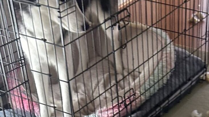 『泥棒が入ったかと思った』留守番していた2頭のハスキー犬→家に帰ると…衝撃の光景と『まさかの反応』が19万表示「お見事」「すごい破壊神」(ブログ)