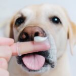 犬の『歯磨き』絶対やってはいけないNG行為4選　やり過ぎによる悪影響や正しいケア方法まで(ブログ)