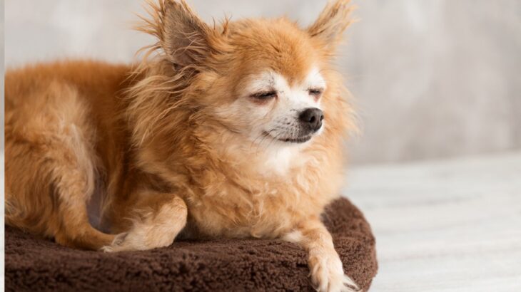 犬が『長寿になってきている』理由４選　健康寿命を延ばす方法や愛犬の長寿化による問題点まで(ブログ)