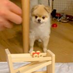 『車がレールを走るおもちゃ』を見る犬→なぜか『首』が…思いもよらない『まさかの反応』が811万再生「たまらん可愛さｗ」「合わせてて草」(ブログ)