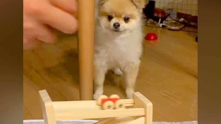 『車がレールを走るおもちゃ』を見る犬→なぜか『首』が…思いもよらない『まさかの反応』が811万再生「たまらん可愛さｗ」「合わせてて草」(ブログ)
