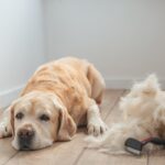 愛犬がブラッシングを嫌がるのはなぜ？見直してほしい3つのポイントをご紹介(ブログ)