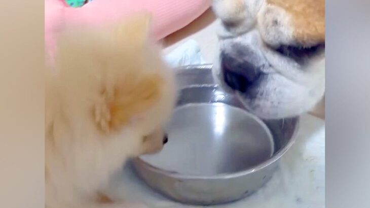 ポメの赤ちゃんが『ブルドッグに育てられた』結果→なぜか水の飲み方が…まさかの『ビフォーアフター』に反響「真似してるｗ」「育ての親に似る」(ブログ)