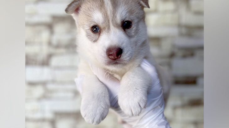 『片手に乗るほど小さかった赤ちゃん犬が…』生後8ヶ月を迎えた結果→衝撃的な『成長ビフォーアフター』に2万いいね「美しい…」「可愛すぎる」(ブログ)