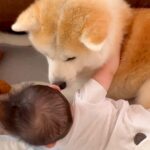秋田犬と一緒に転がる赤ちゃん→『初めてのモフモフ』を知ってしまった結果…尊すぎる『お互いの反応』が2万いいね「なんて可愛さなんだ…」(ブログ)