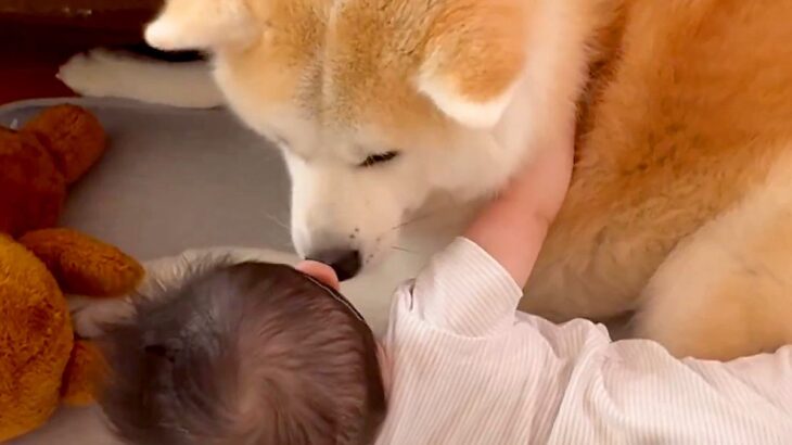 秋田犬と一緒に転がる赤ちゃん→『初めてのモフモフ』を知ってしまった結果…尊すぎる『お互いの反応』が2万いいね「なんて可愛さなんだ…」(ブログ)