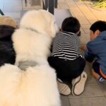 アウトレットへ超大型犬とお出かけ中『3人の小さな子供』と出会い…いつまでも見ていたい『尊い光景』が16万再生「癒される」「優しい世界」(ブログ)