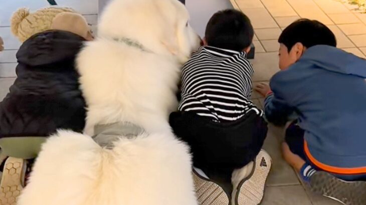 アウトレットへ超大型犬とお出かけ中『3人の小さな子供』と出会い…いつまでも見ていたい『尊い光景』が16万再生「癒される」「優しい世界」(ブログ)