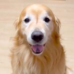 停電を想定して部屋を真っ暗に→『懐中電灯持ってきて』と大型犬にお願いすると…『まさかの行動』に絶賛「お利口すぎて泣ける」「素晴らしい」(ブログ)