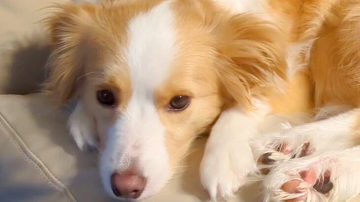 急にくっつくようになった犬→心配で病院に連れて行ったら…獣医から告げられた『想定外の診断結果』に爆笑の声「声出して笑った」「安心ｗ」(ブログ)