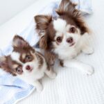 子犬が成長すると『毛色が変わる』理由3つ　病気の可能性や変化しやすい犬種も解説(ブログ)