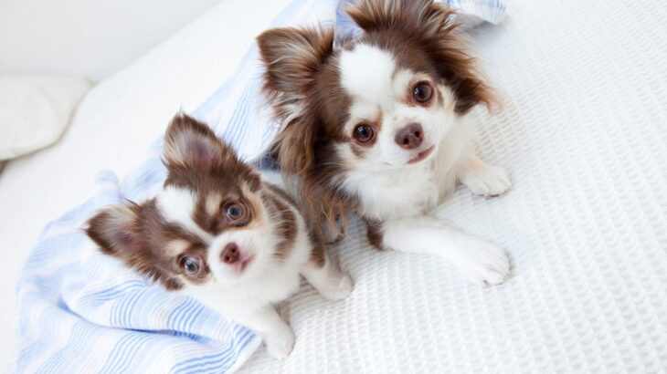 子犬が成長すると『毛色が変わる』理由3つ　病気の可能性や変化しやすい犬種も解説(ブログ)