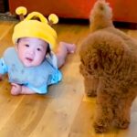 赤ちゃんを心配して、常に寄り添い守っていた犬…１年後→涙が出るほど尊い『関係性が変化した光景』に感動「かわいすぎる」「癒された」と反響(ブログ)