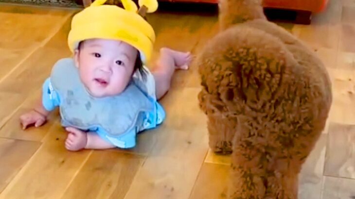赤ちゃんを心配して、常に寄り添い守っていた犬…１年後→涙が出るほど尊い『関係性が変化した光景』に感動「かわいすぎる」「癒された」と反響(ブログ)