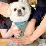 陶芸体験で『犬の肉球を押した』結果…想像以上に可愛い『素敵な作品』が285万表示の反響「なにされてるんだろうって顔ｗ」「一生の宝物」(ブログ)