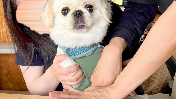 陶芸体験で『犬の肉球を押した』結果…想像以上に可愛い『素敵な作品』が285万表示の反響「なにされてるんだろうって顔ｗ」「一生の宝物」(ブログ)