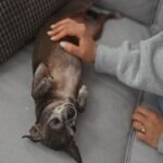 シニア犬が『だんだん甘えてくるようになる』理由3つ　飼い主が心がけたい寄り添い方やケア方法を解説(ブログ)