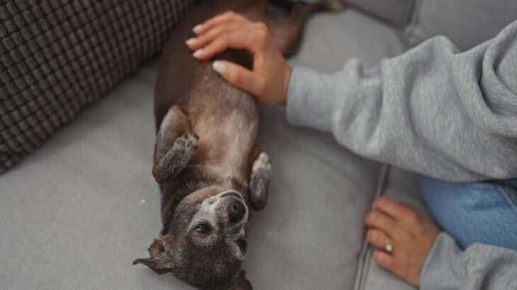 シニア犬が『だんだん甘えてくるようになる』理由3つ　飼い主が心がけたい寄り添い方やケア方法を解説(ブログ)