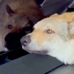 テレビに顔をくっつける狼犬→何をしているのかと思ったら…画面の下で繰り広げられた『可愛い攻防戦』が28万再生「いいコンビｗ」と反響(ブログ)