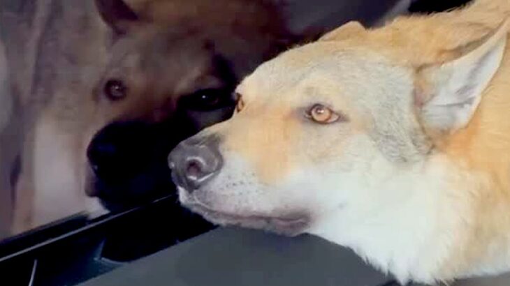 テレビに顔をくっつける狼犬→何をしているのかと思ったら…画面の下で繰り広げられた『可愛い攻防戦』が28万再生「いいコンビｗ」と反響(ブログ)