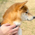 ドッグランにきた柴犬→遊ぶのかと思いきや…思ってたのと違う『人間すぎる光景』に2万いいね集まる「ドッグランとはｗ」「腹話術で草」と爆笑(ブログ)