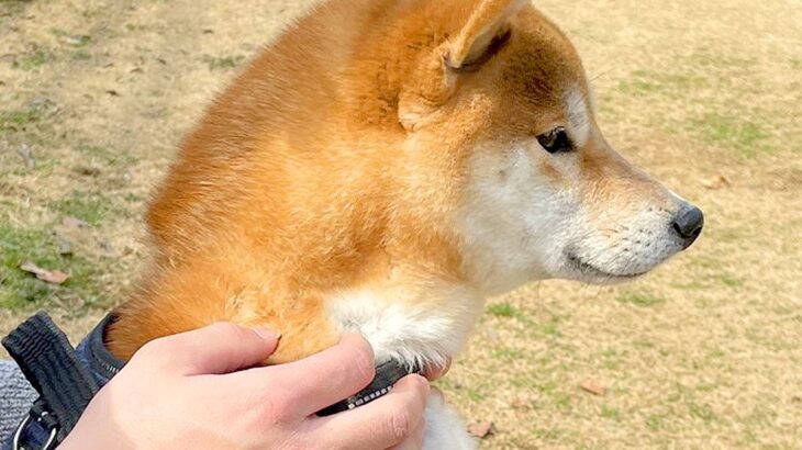 ドッグランにきた柴犬→遊ぶのかと思いきや…思ってたのと違う『人間すぎる光景』に2万いいね集まる「ドッグランとはｗ」「腹話術で草」と爆笑(ブログ)