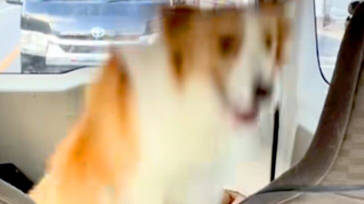 犬と一緒に車に乗っていたら、後部座席で…絶対に二度見してしまう『衝撃的な行動』が184万再生「完璧に対策しててワロタ」「慣性の法則ｗ」(ブログ)