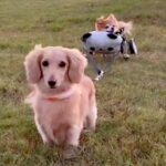 病気で走れなくなった16歳の老犬→同居犬とリードを繋いでみたら…涙あふれる『感動的な光景』に反響「心が温かくなる…」「嬉しすぎて泣けた」(ブログ)