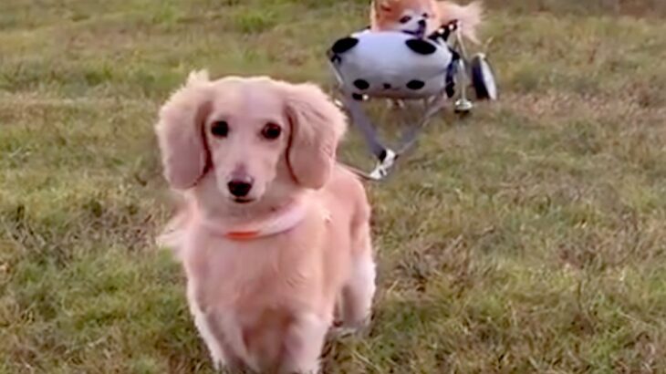 病気で走れなくなった16歳の老犬→同居犬とリードを繋いでみたら…涙あふれる『感動的な光景』に反響「心が温かくなる…」「嬉しすぎて泣けた」(ブログ)